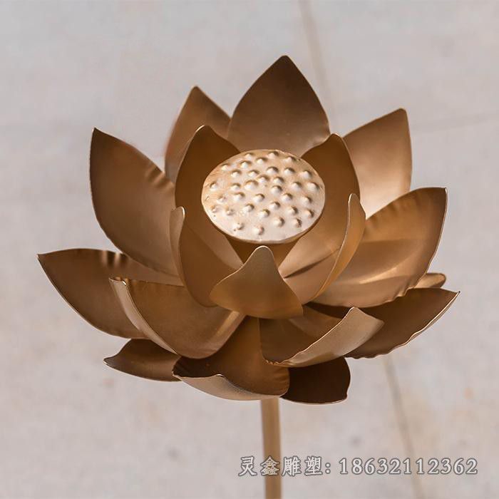 荷花直径20cm_5